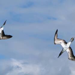 Sturzflug ins Wasser - Blaufußtölpel auf Futterjagd