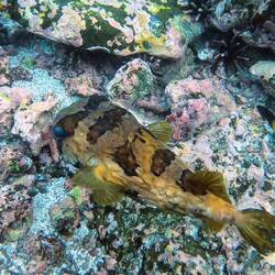 Schwarzflecken Igelfisch