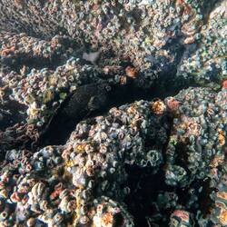 Büschelbarsch/ Korallenwächter (?)