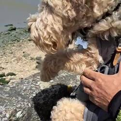 Milù, vedendo avanzare l'acqua, si attiva 😄