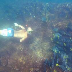 Schnorcheln mit riesigen Fischschwärmen