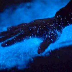 Beispielbild für das leuchtende Plankton