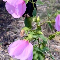 native Hibiscus 🌺