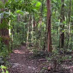 Walking into the rainforst in Fraser island