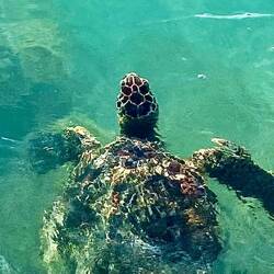 Und endlich wieder eine Schildkröte