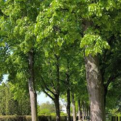 Allee auf dem Gertraudenfriedhof