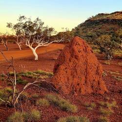 Big ant Hills near Hamersley Gorge