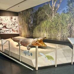 this huge crocodile is called sweetheart 🐊