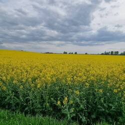 Ich liebe diese Rapsfelder
