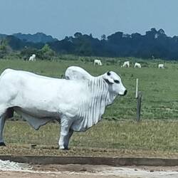 Viehzucht in der Mitte Kongos
