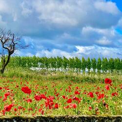 More poppies! The wildflowers are incredibly beautiful right now