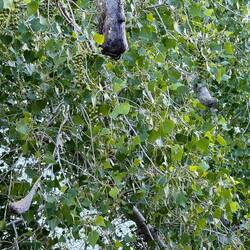 Vogelnester - keine Ahnung welcher Vogel hier brütet?