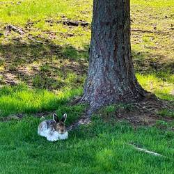 Arctic hares on the course, transitioning from winter white to summer brown