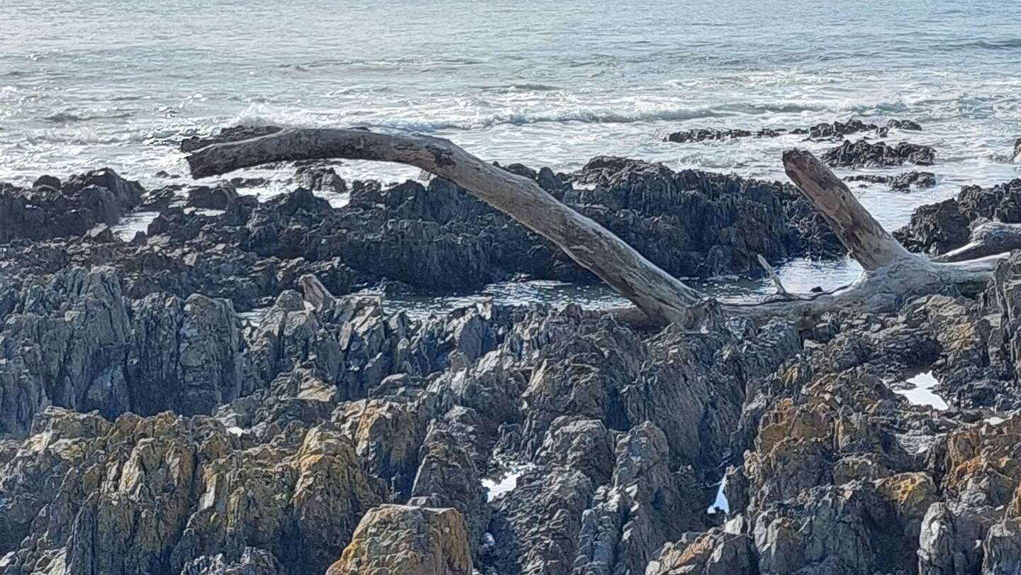 Found Nessi at Kapiti Coast