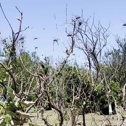 do you see the swarms of dragonflies