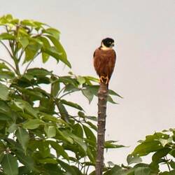 Oriental Hobby by the Brahmaputra.