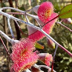 Blüten des roten Eukalyptus