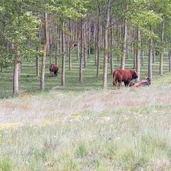 Are they for beef or for the bull ring?