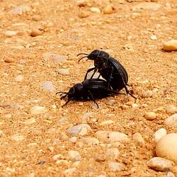 Käfer werden hier noch gemacht