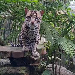 Ton an, dann hört ihr den Ozelot