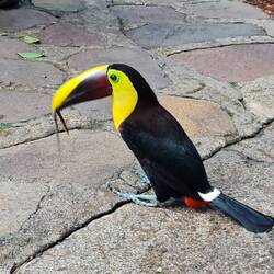 Und immer wieder Tukane 😍