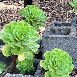 Botanical Garden in Chapultepec Park