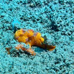 Frogfisch orange