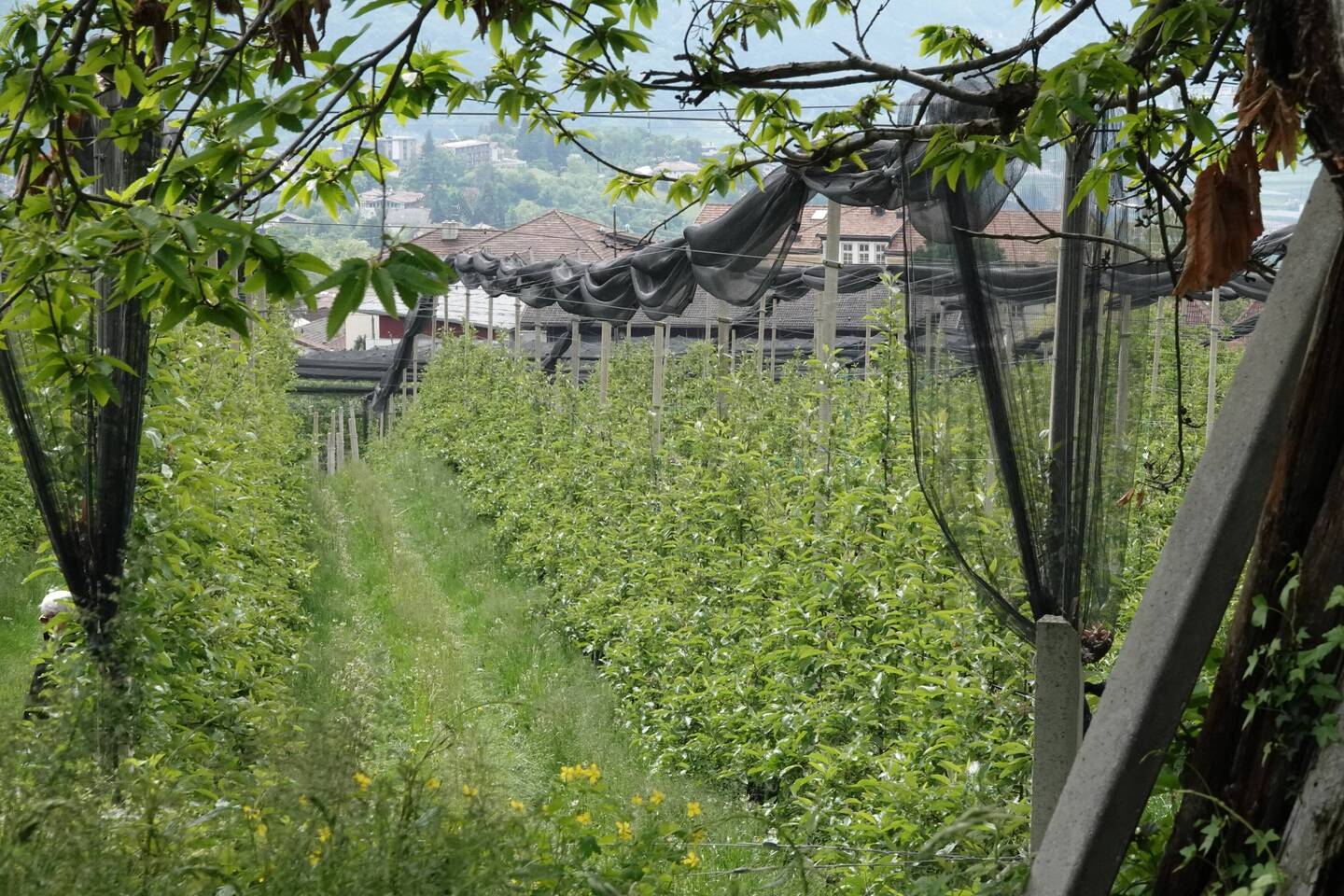 Apfelweg isn Dorf