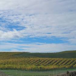 Zwischen Weinhügeln - die Region Marlborough ist für seinen Wein sehr bekannt
