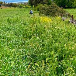 We crossed a field that was completely without a path, waist deep in thistles