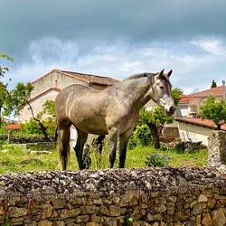 When we arrived in Aldea Del Obispo, we were welcomed by this horse
