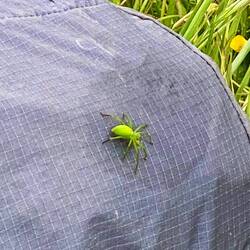 Then we saw why we had not seen any spiders while walking through the waist deep greenery
