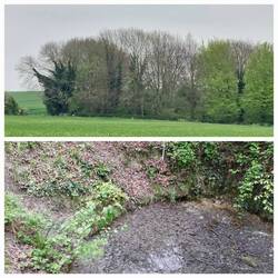 Nine Wells; general view / one of the springs here