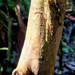 Der Dschungel ist voll von unscheinbaren Bewohnern.