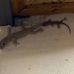 Der linke war etwas größer als eine Hand 😬