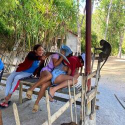 Pure Affen Panik 2.0