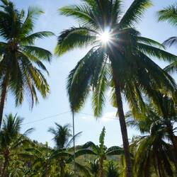 Sonne Stern in Palme