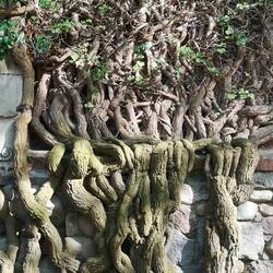 Die Natur versucht sich auch an diesen Burgmauern