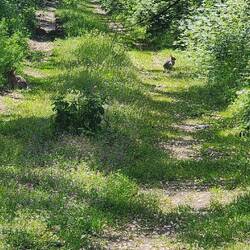 There are three rabbits in the photo.