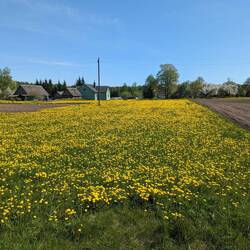 Löwenzahn so weit man schauen kann