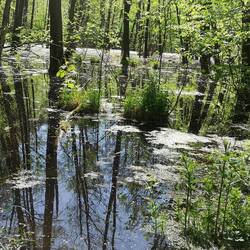 Typisch "Masurische Seenplatte"