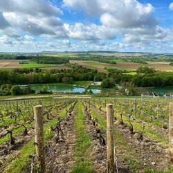 Gorgeous vineyards.
