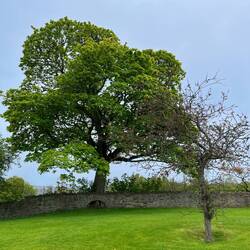 Check out how the wall goes around the tree
