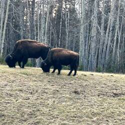 Tons of Buffalo around Laird