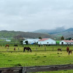 Horses horses horses!