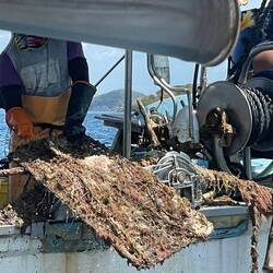 Cleaning cages at sea