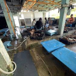 Tough work cleaning oysters