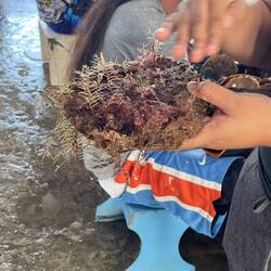 Oyster shell cleaning