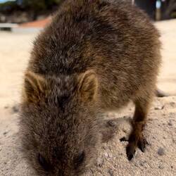 Quokka