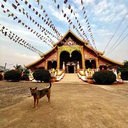 Wenn man gerade nicht mit dem Fahrrad unterwegs ist, sind die Hunde angenehm.